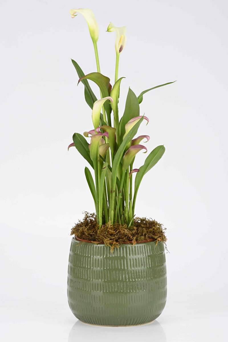 Green groove planter 2