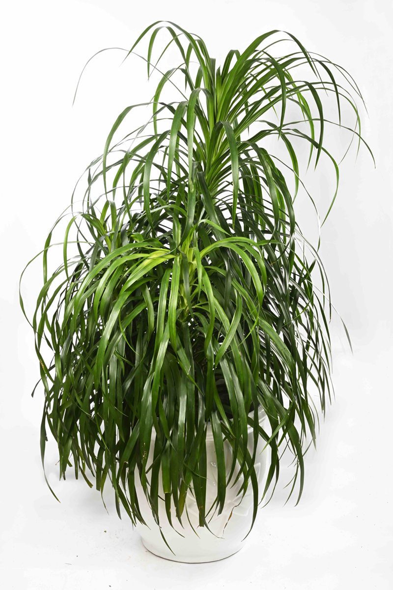 Large Green Plant 2