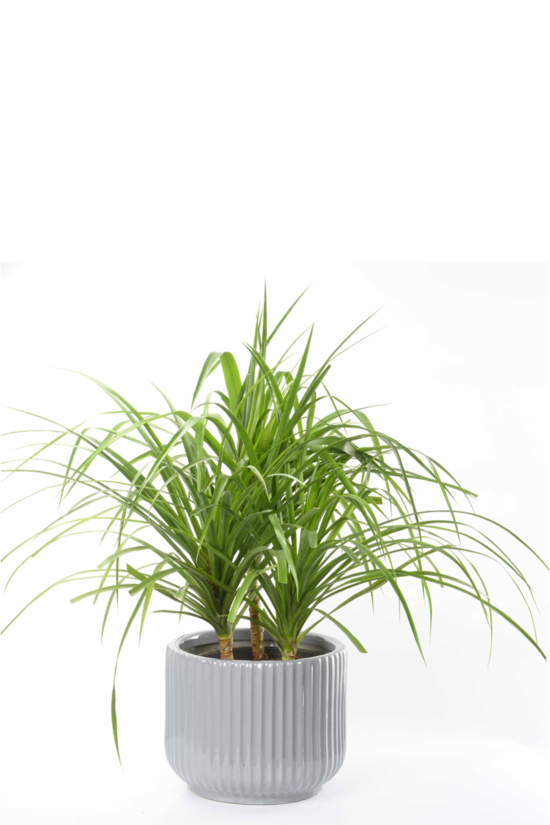 Large Green Plant 20