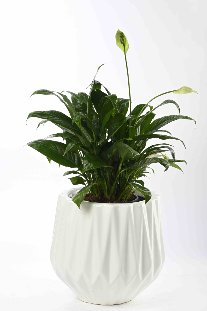 Large Green Plant 26