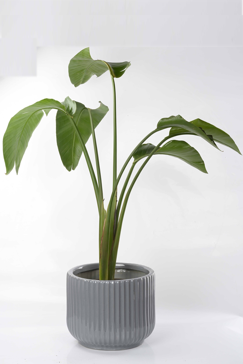Large Green Plant 27