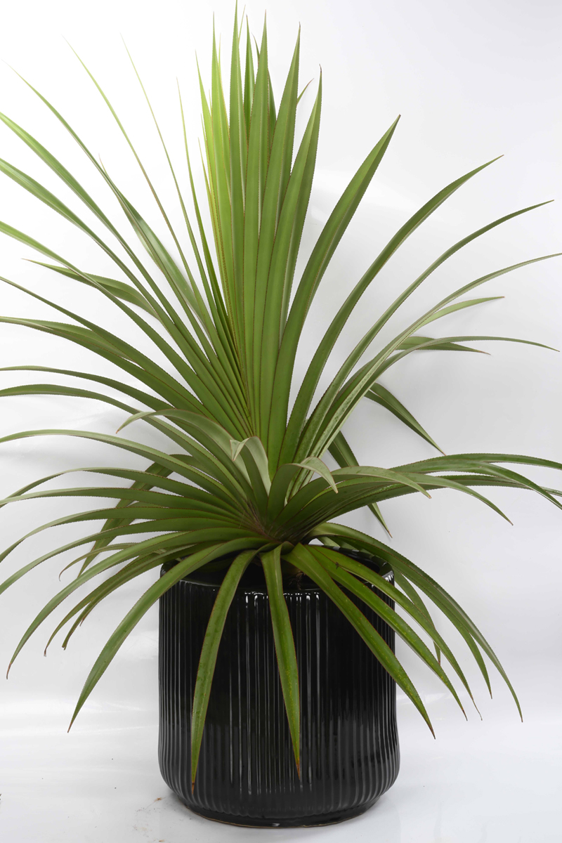 Large Green Plant 28