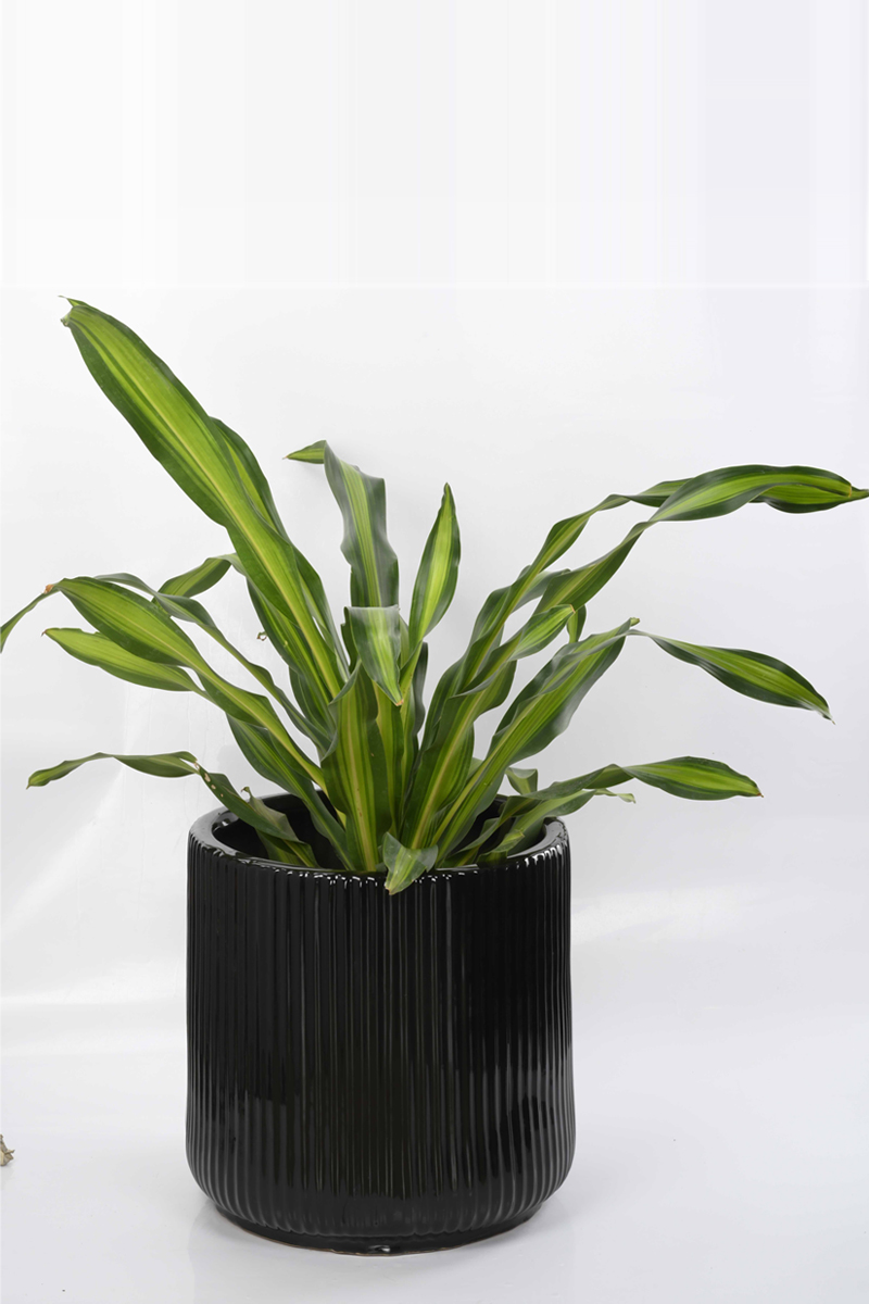 Large Green Plant 8