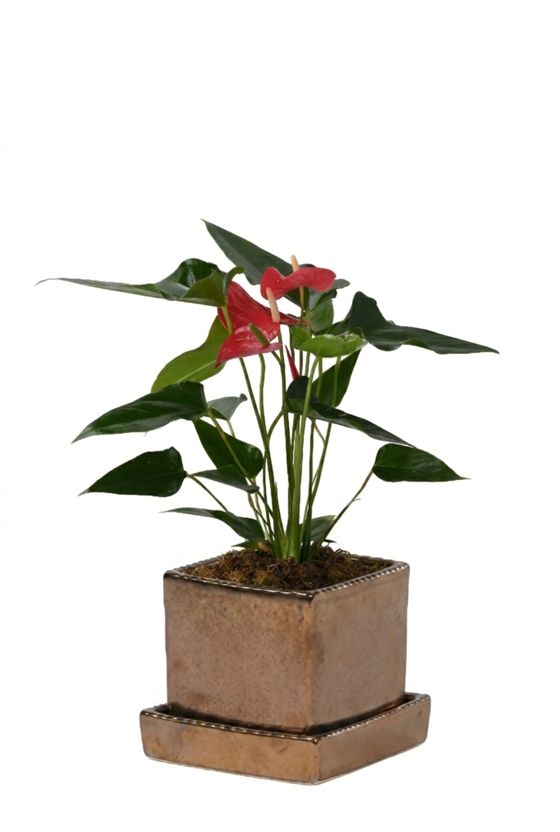 Large Green Plant 28