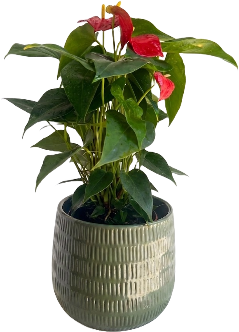 Large Green Plant 28
