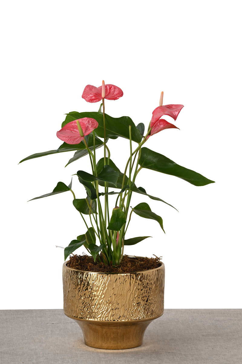 Large Green Plant 28