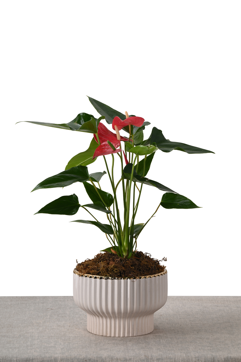Large Green Plant 28