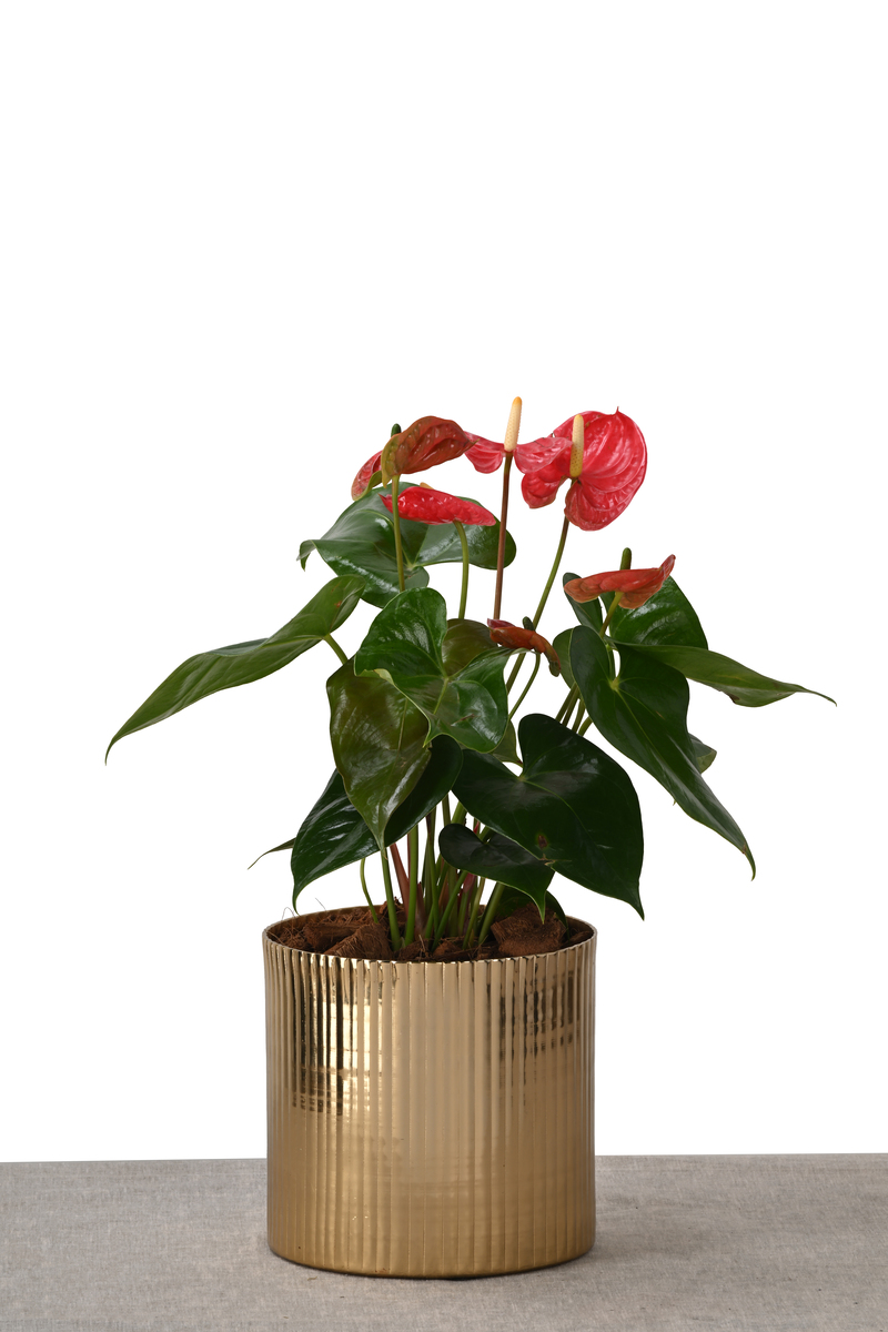 Large Green Plant 28