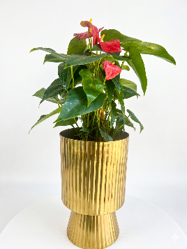 Large Green Plant 28