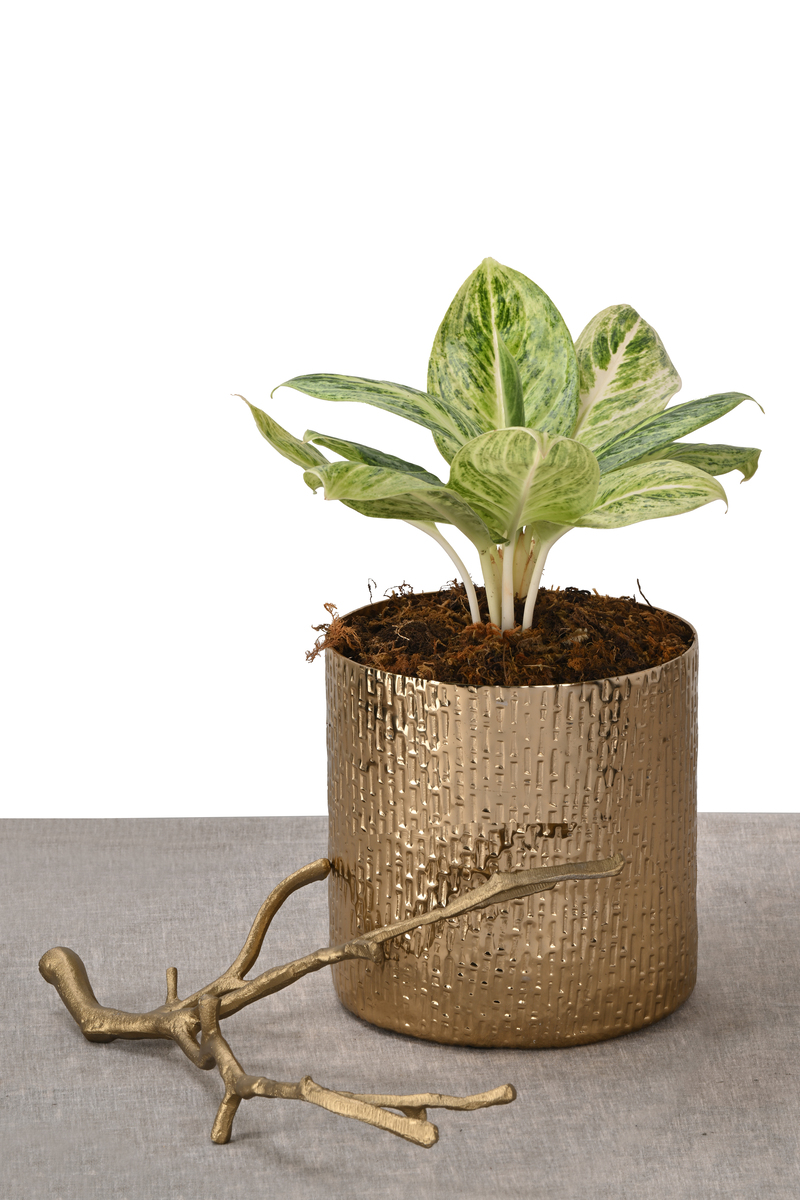 Large Green Plant 29