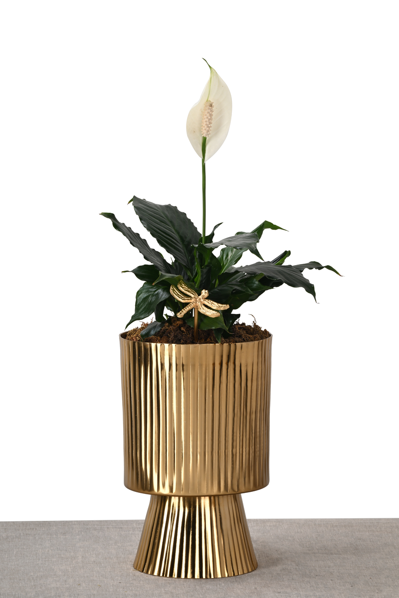 Large Green Plant 28