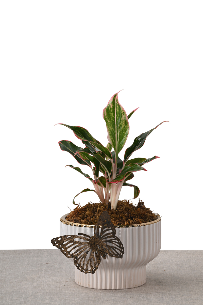 Large Green Plant 28