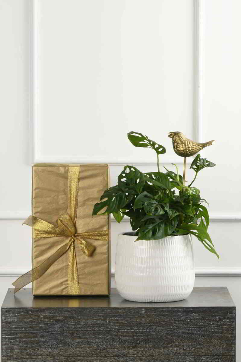 Large Green Plant 29