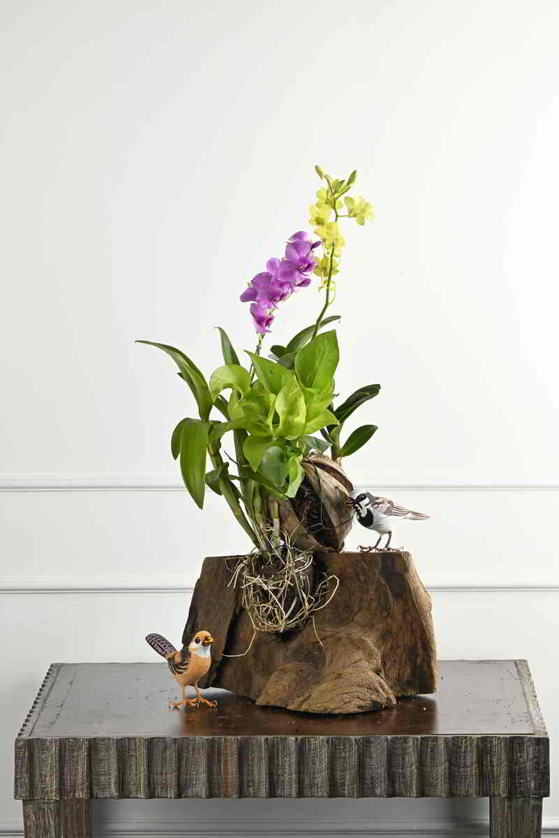 Large Green Plant 29