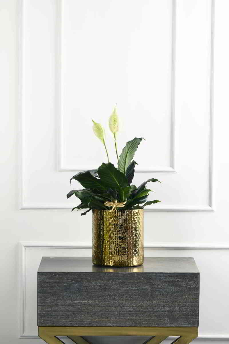 Large Green Plant 28