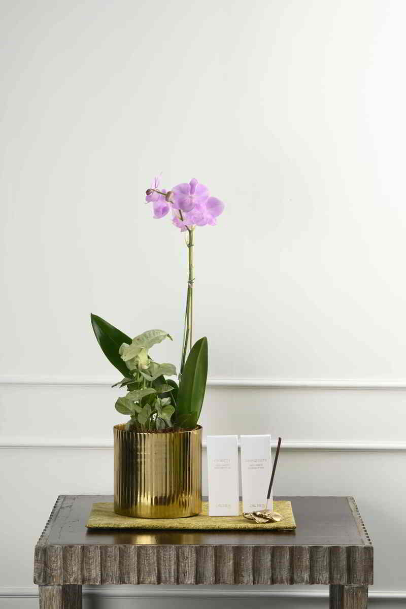 Large Green Plant 28