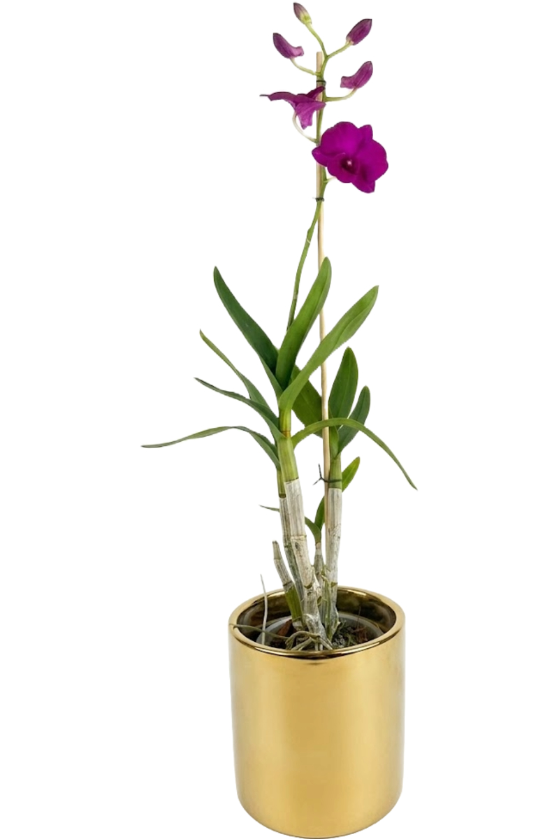 Large Green Plant 28