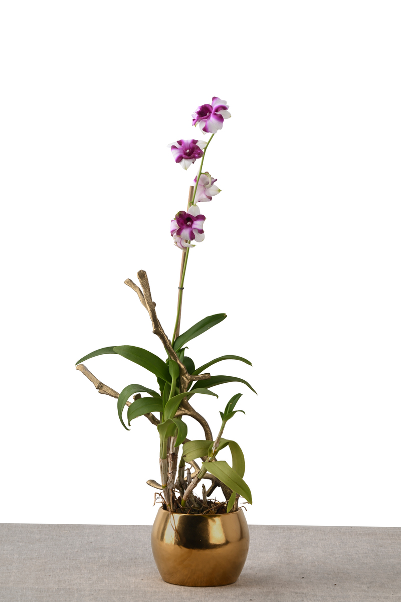 Large Green Plant 28