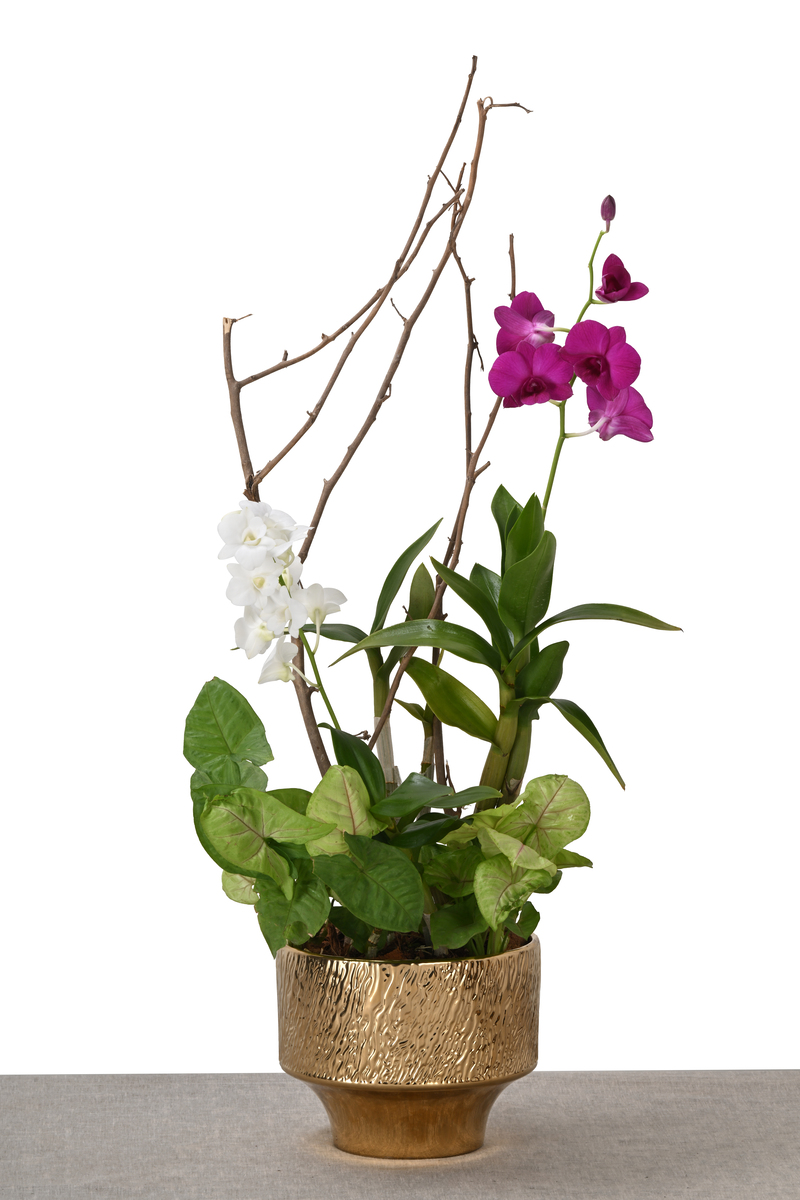 Large Green Plant 28