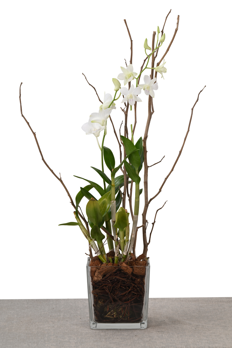 Large Green Plant 28