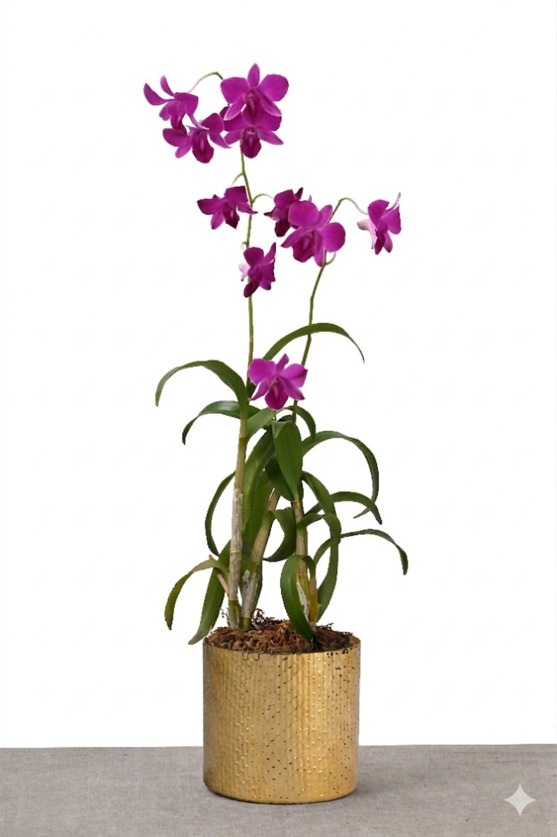 Large Green Plant 28