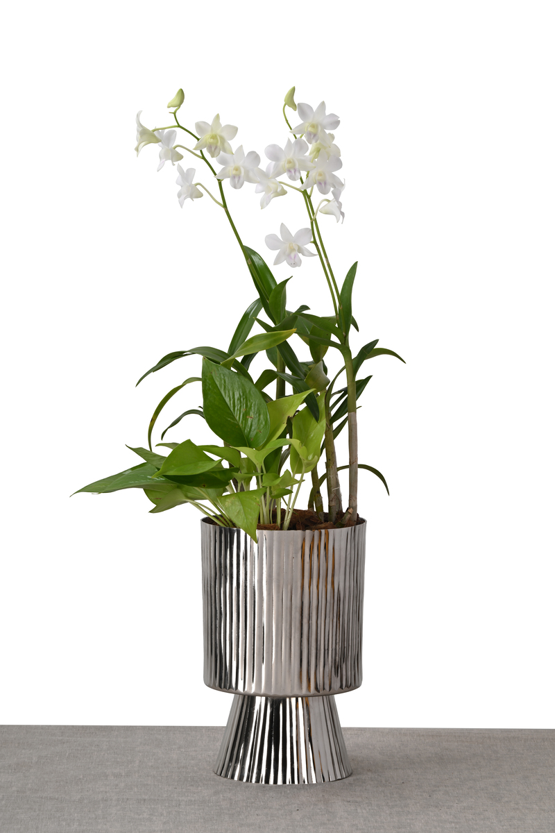 Large Green Plant 28