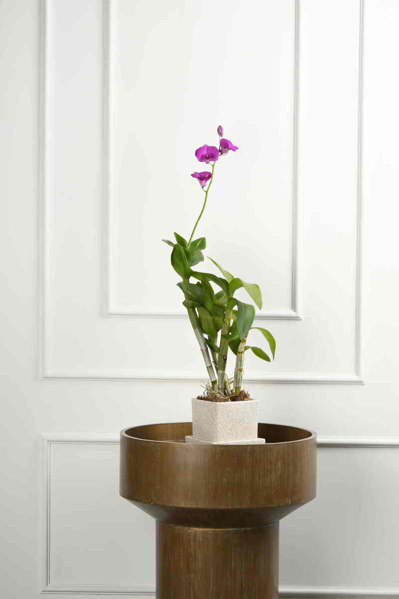 Large Green Plant 28