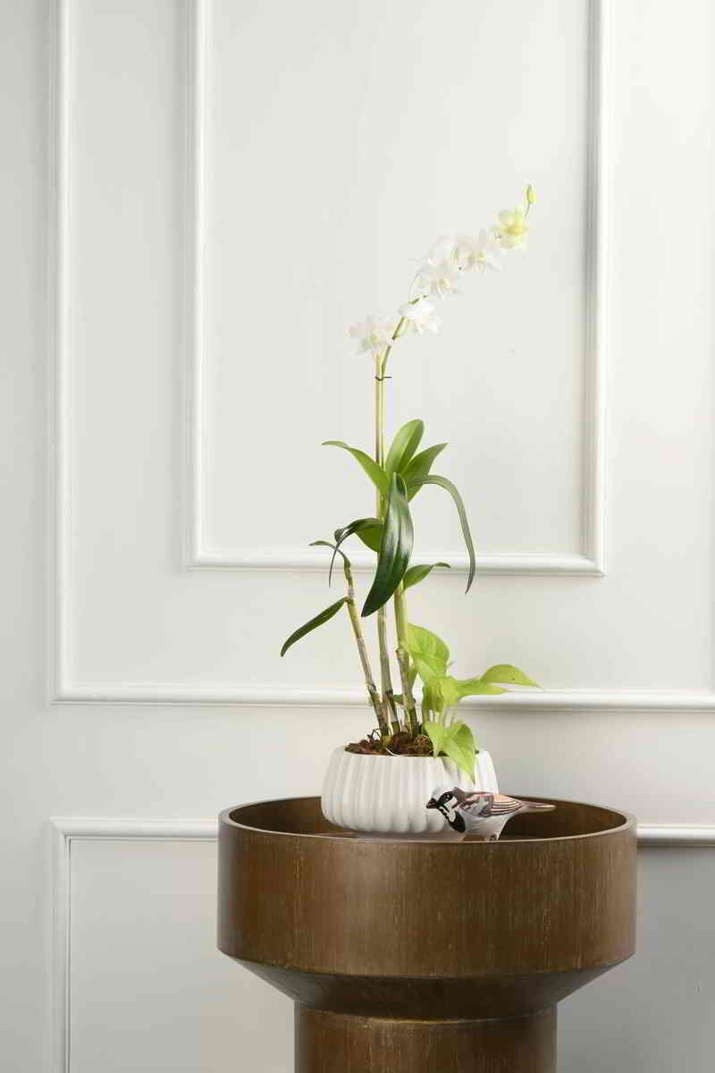 Large Green Plant 28