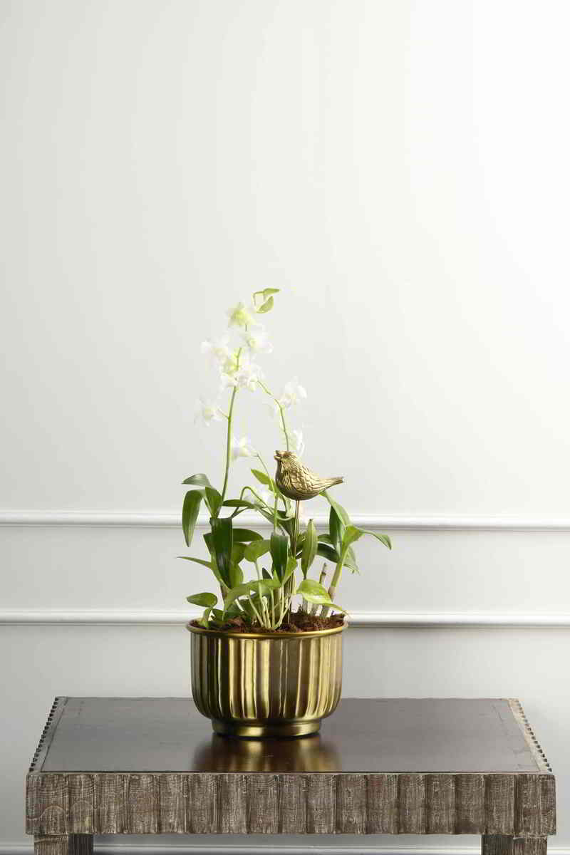 Large Green Plant 28