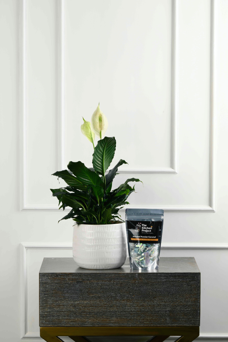 Large Green Plant 29