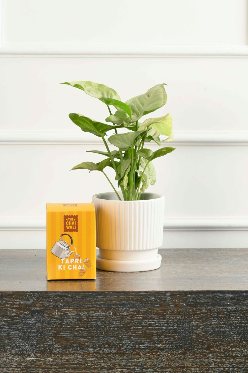 Large Green Plant 28