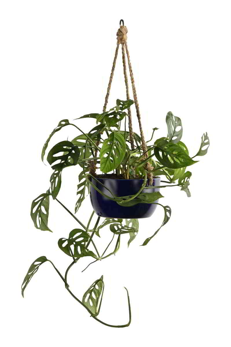 Large Green Plant 29