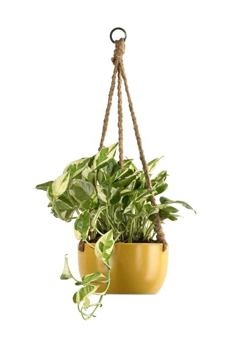 Large Green Plant 29