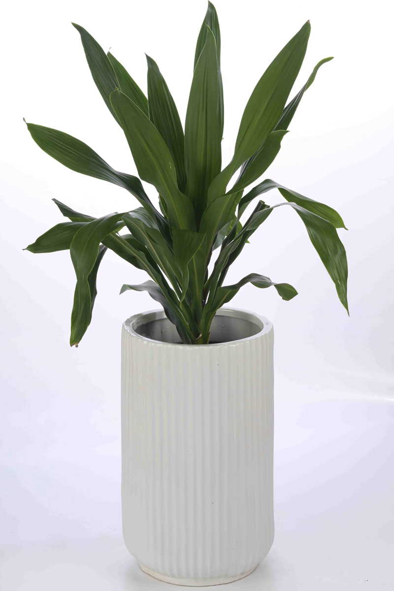 Large Green Plant 7