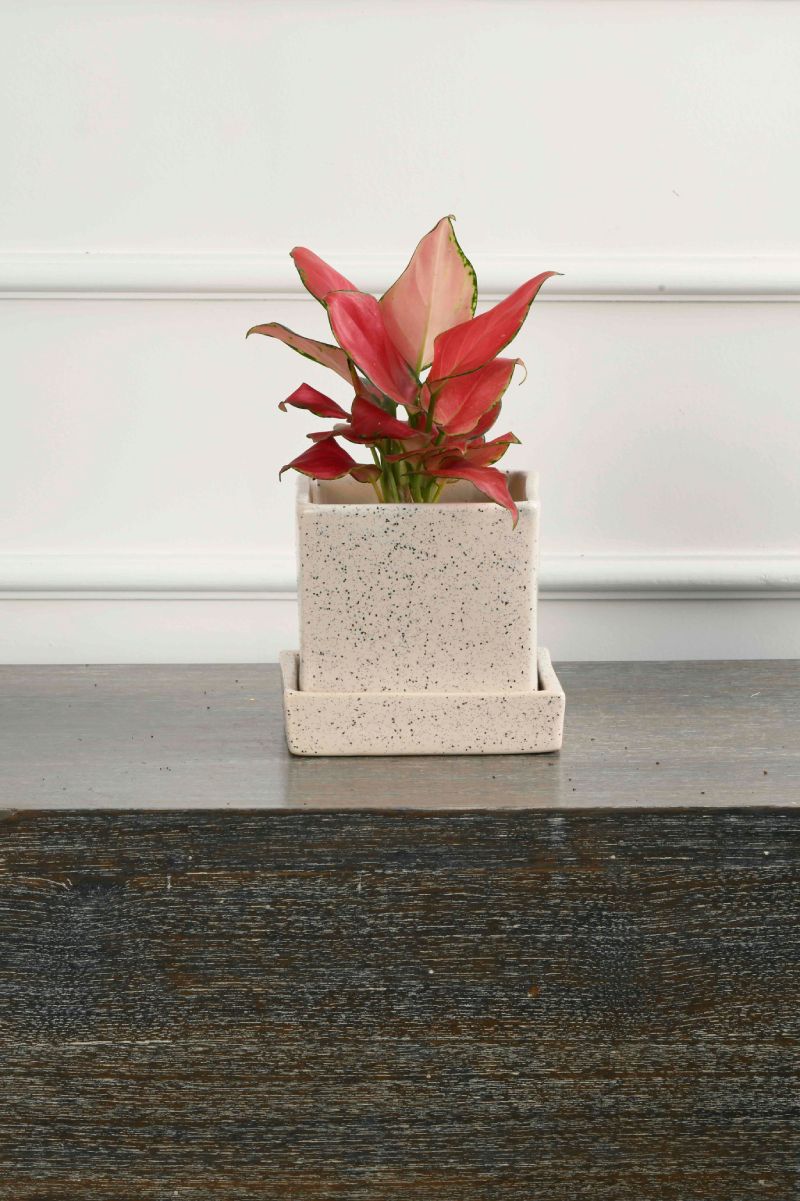 Large Green Plant 29