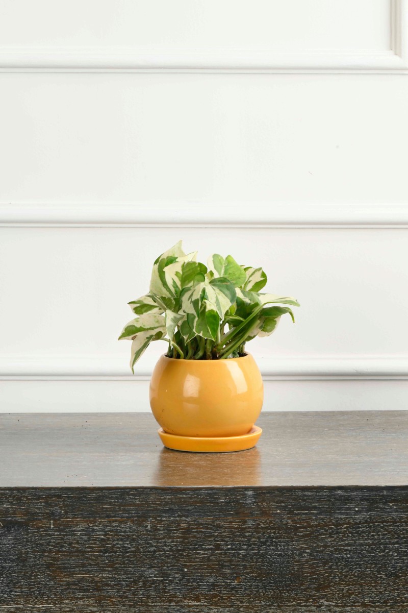 Large Green Plant 29