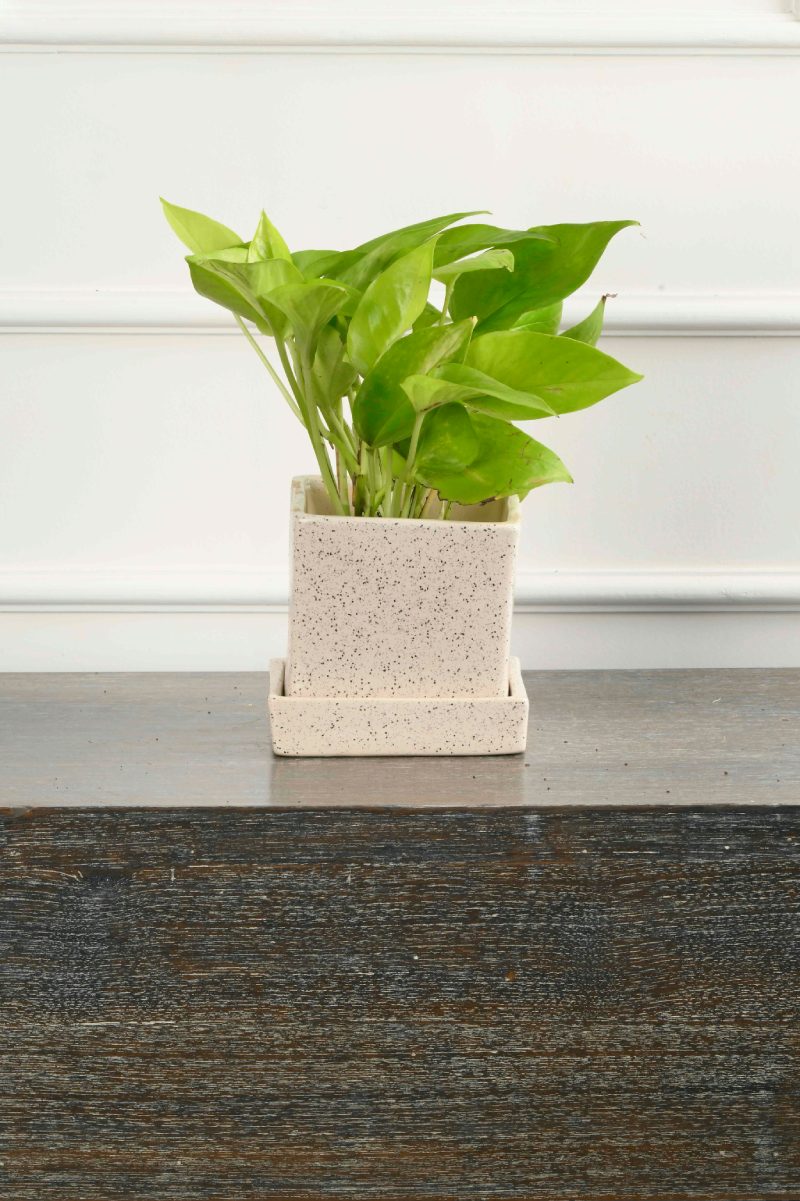 Large Green Plant 29