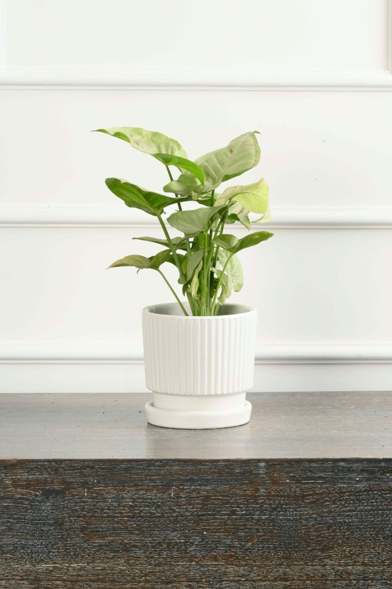 Large Green Plant 28