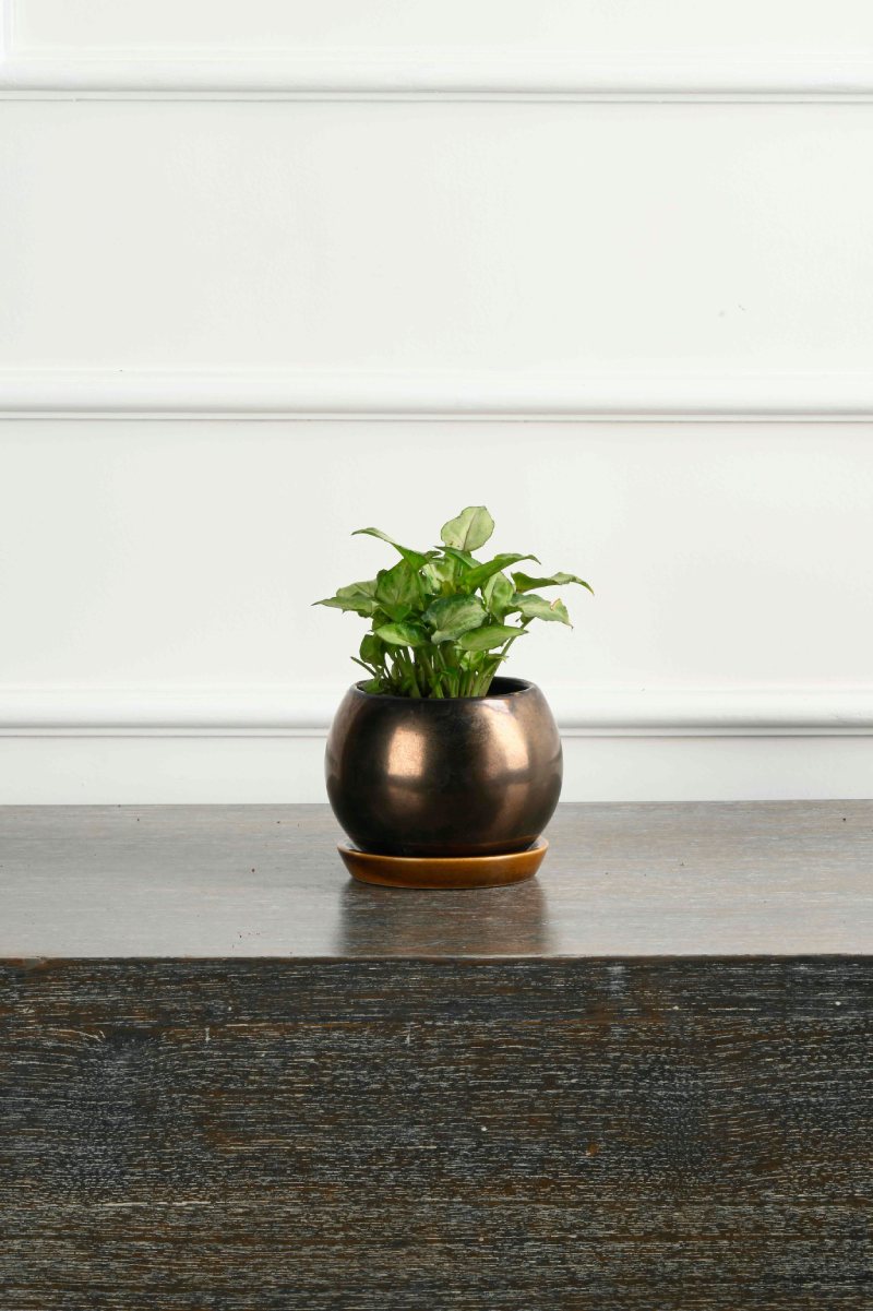 Large Green Plant 29