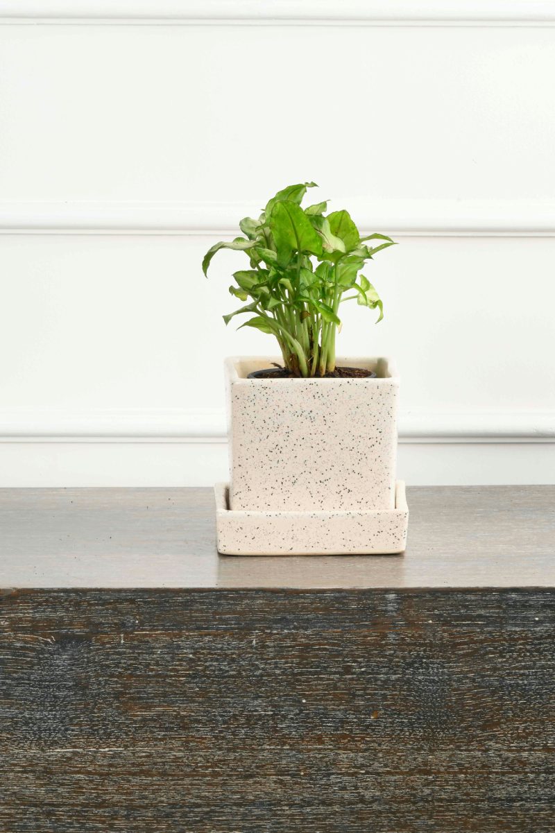 Large Green Plant 29