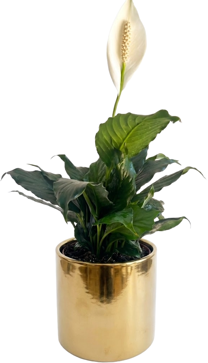 Large Green Plant 28