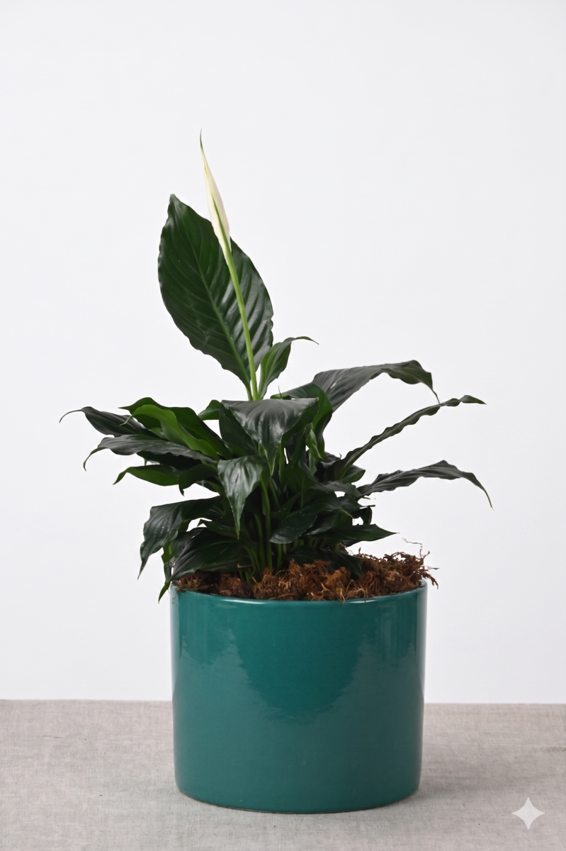 Large Green Plant 28