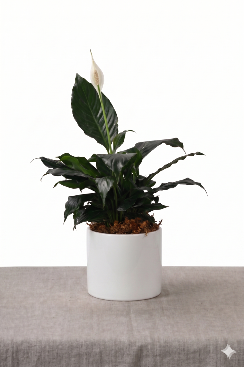 Large Green Plant 28