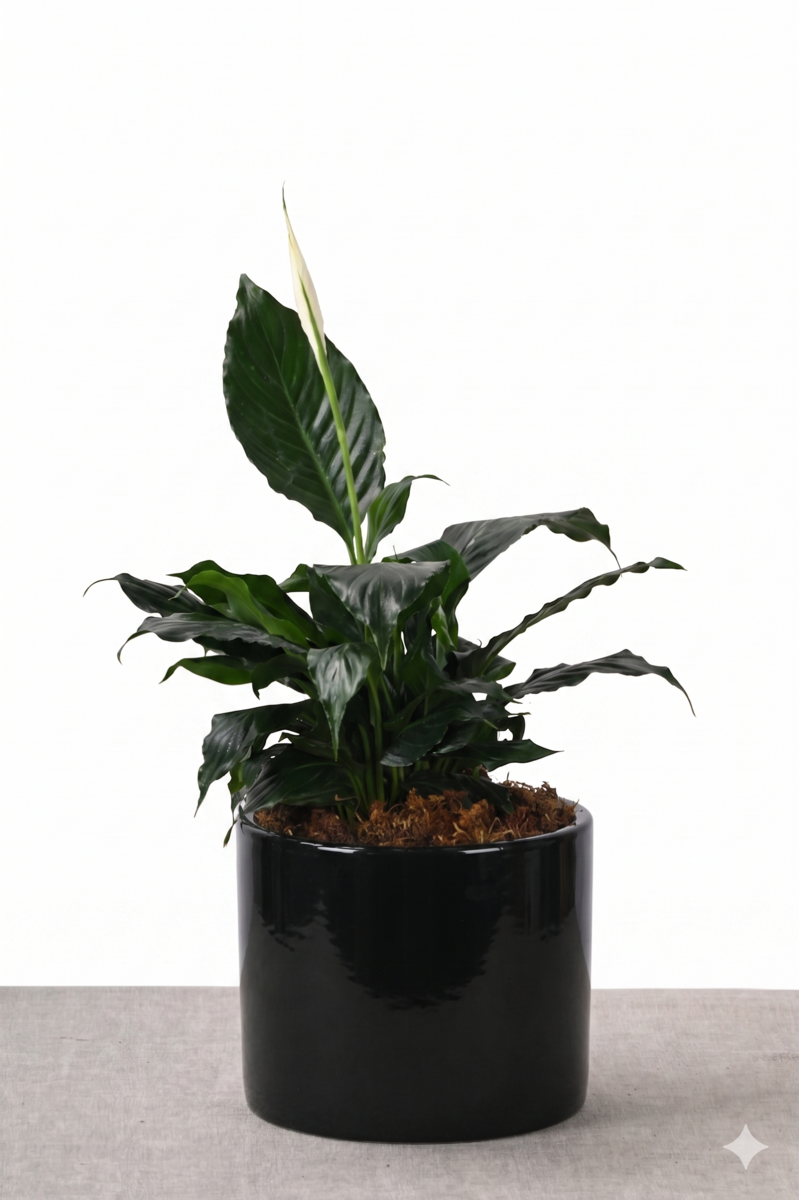 Large Green Plant 28