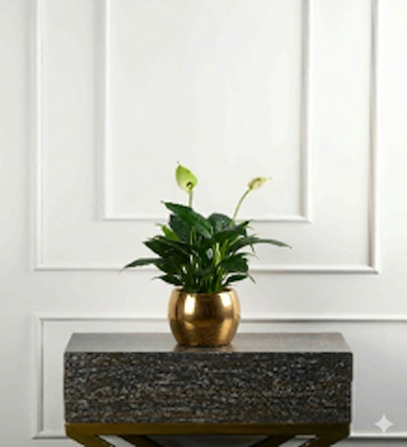 Large Green Plant 28