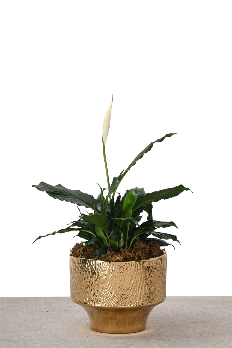Large Green Plant 28