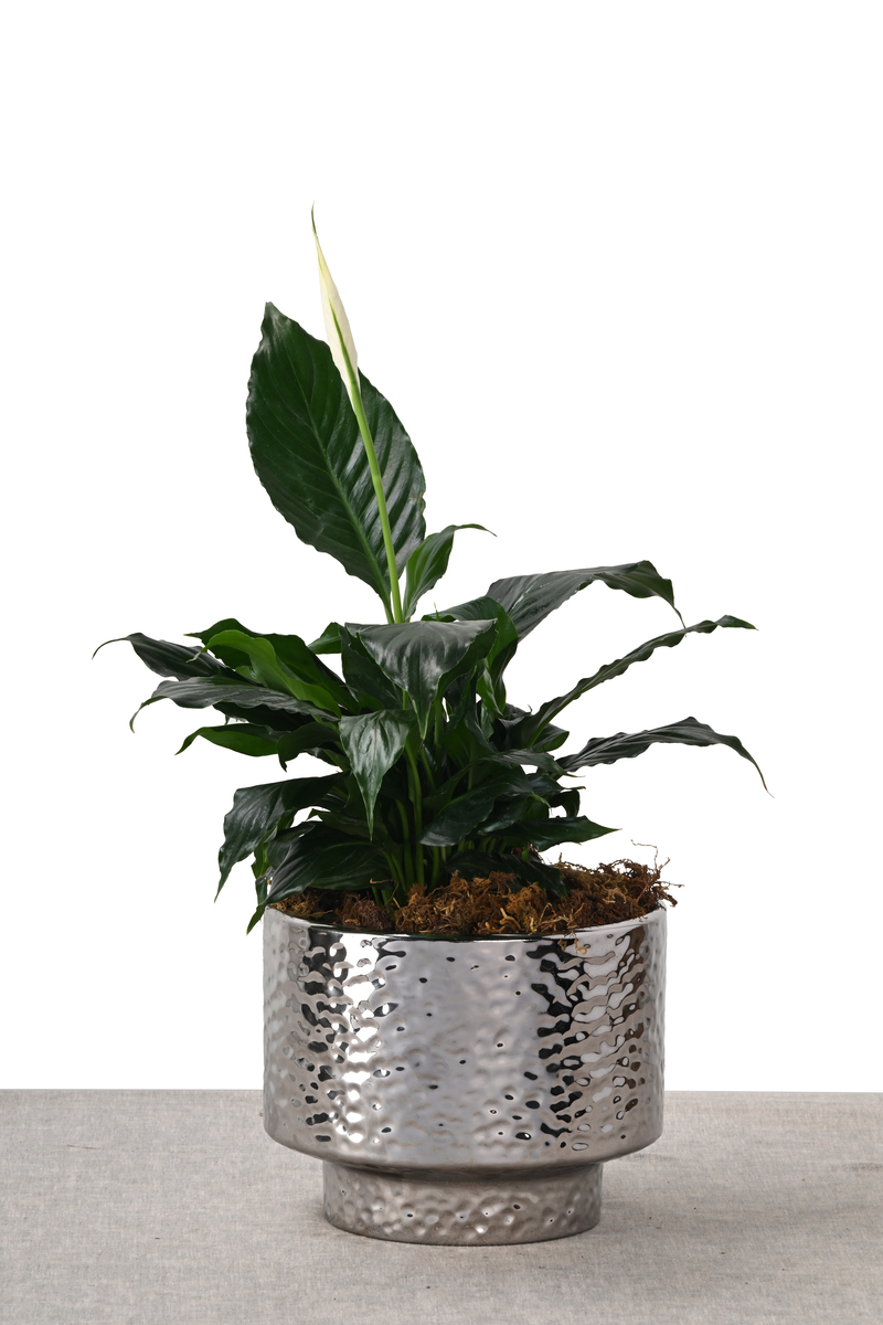 Large Green Plant 28