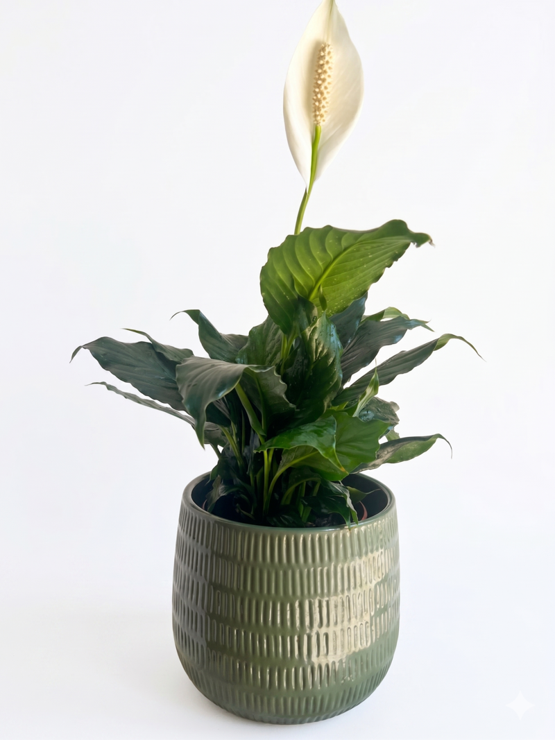 Large Green Plant 28