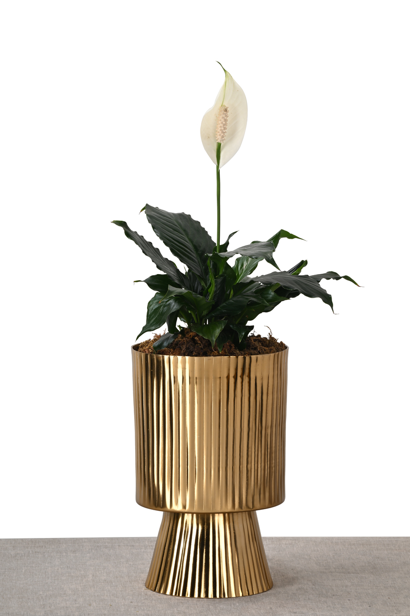 Large Green Plant 28