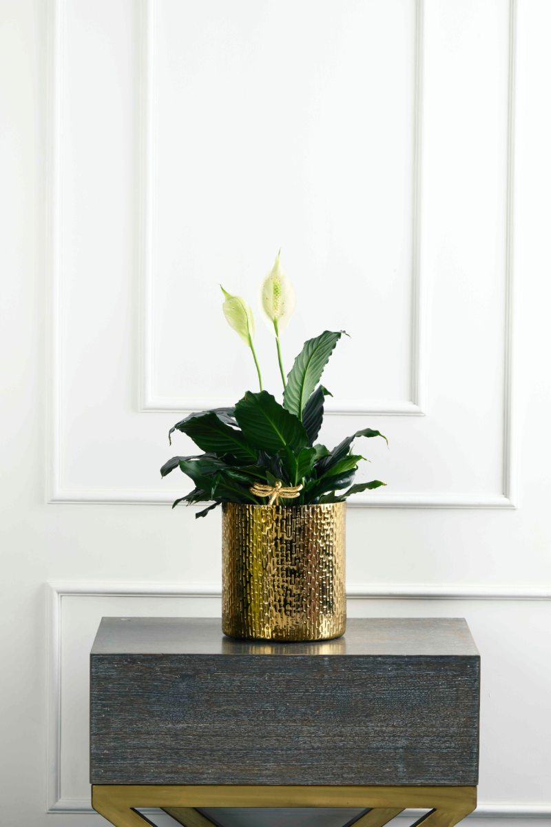 Large Green Plant 28